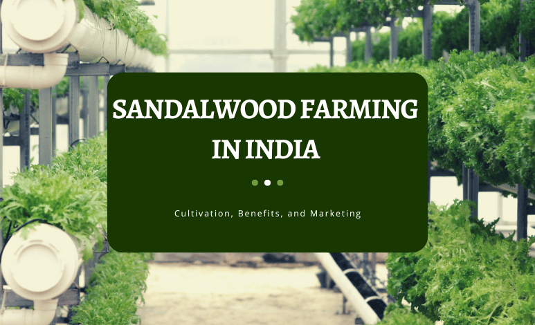 Sandalwood Farming in India Cultivation, Benefits, and Marketing