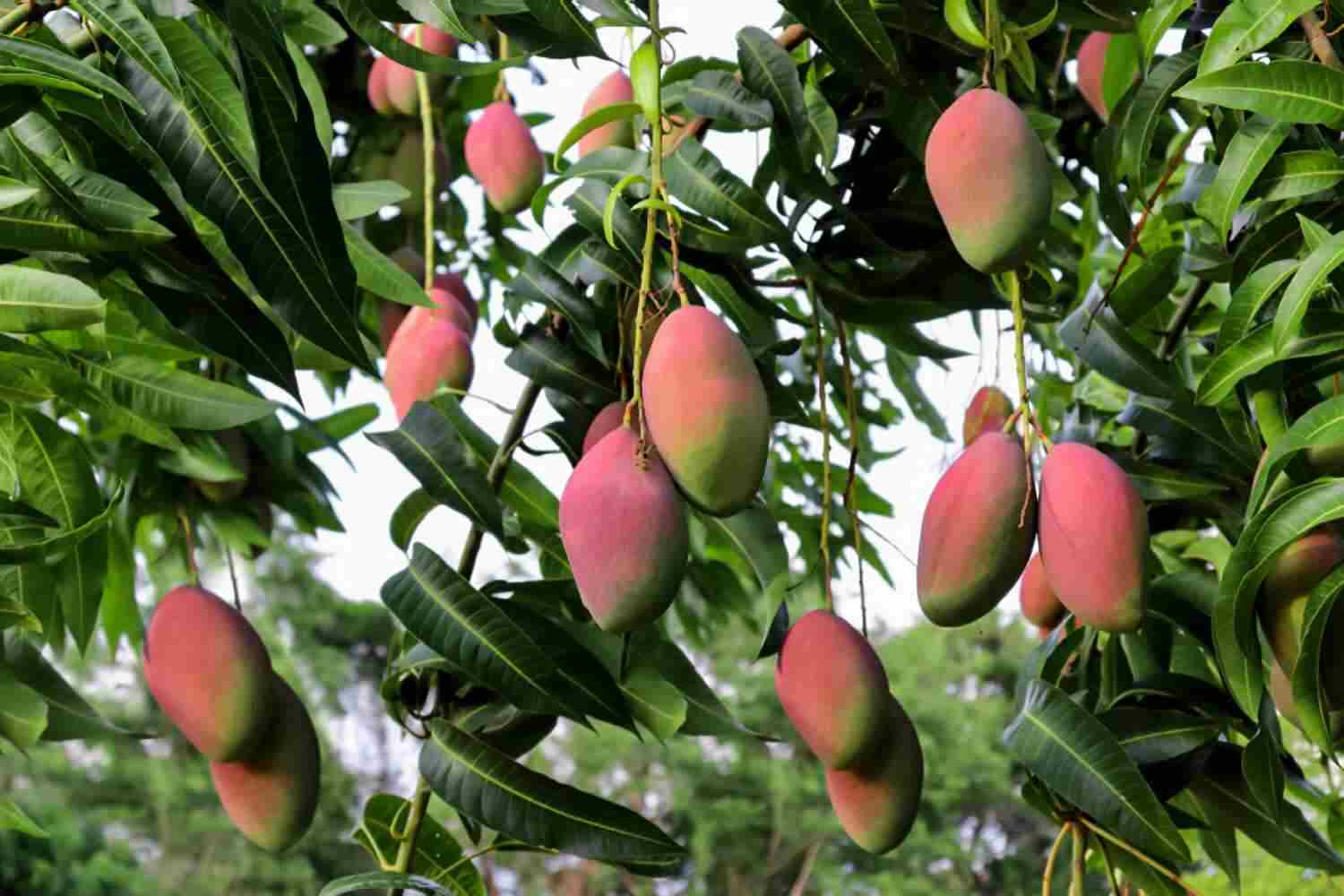 grow mango seeds