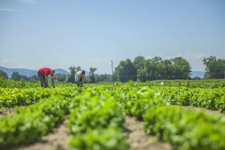 our farms in bangalore