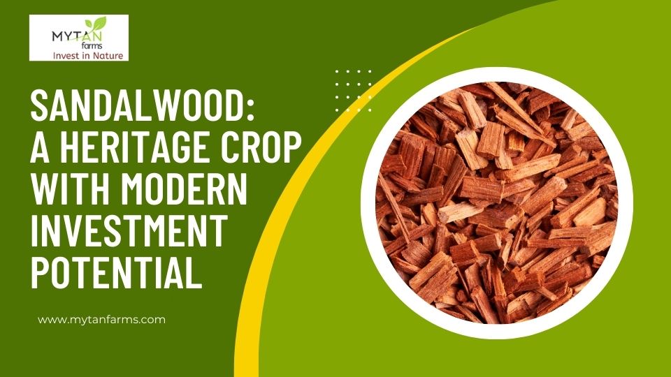 sandalwood investment potential