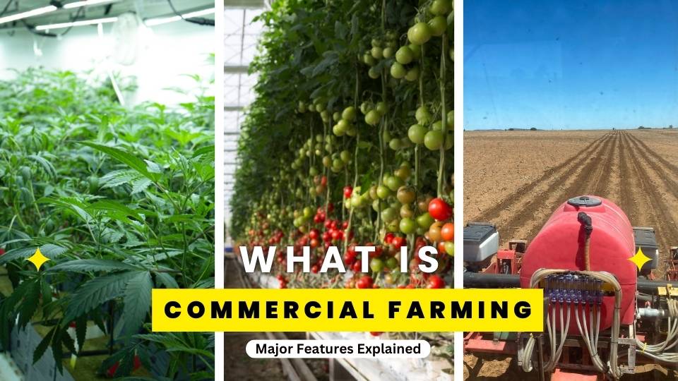 what is commercial farming