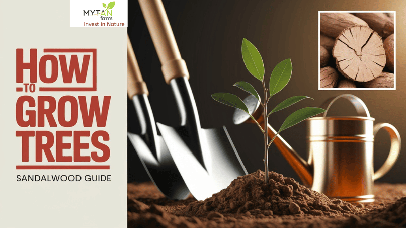 How to Grow Sandalwood Trees Successfully on Your Farmland