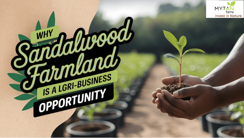 Why Sandalwood Farmland is a Lucrative Agri-Business Opportunity