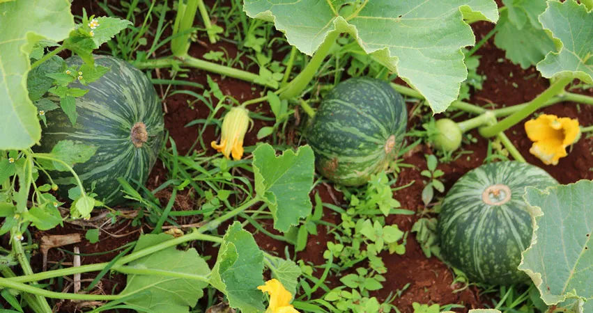 img_01_Fresh-Vegetables (1)